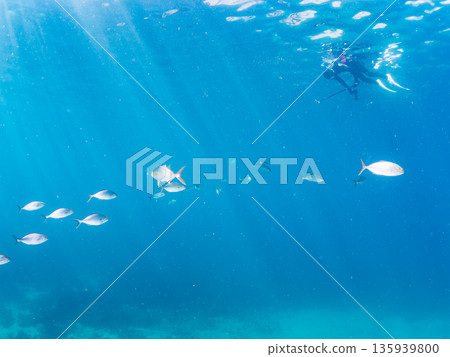 A school of amberjack attacking a large school of silver-stripe herring. Hirizohama, Minamiizu Town, Nakagi, Izu Peninsula, Shizuoka Prefecture - 2025 One of Japan's leading fishing spots A school of amberjack attacking a large school of silver-stripe herring. Hirizohama, Minamiizu Town, Nakagi, Izu Peninsula, Shizuoka Prefecture - 2025 One of Japan's leading fishing spots 135939800