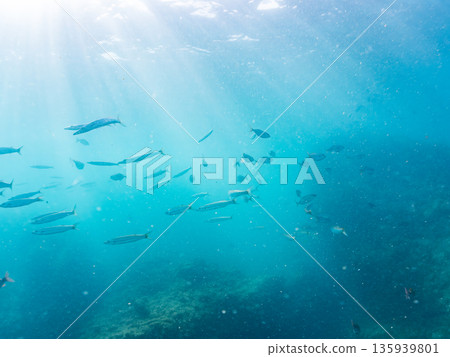 一群琥珀魚正在攻擊一大群銀帶鯡魚。日本靜岡縣伊豆半島中城南伊豆町平藏濱 - 2025 日本著名釣魚勝地之一 一群琥珀魚正在攻擊一大群銀帶鯡魚。日本靜岡縣伊豆半島中城南伊豆町平藏濱 - 2025 日本著名釣魚勝地之一 135939801