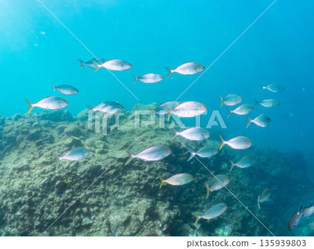 A school of amberjack attacking a large school of silver-stripe herring. Hirizohama, Minamiizu Town, Nakagi, Izu Peninsula, Shizuoka Prefecture - 2025 One of Japan's leading fishing spots A school of amberjack attacking a large school of silver-stripe herring. Hirizohama, Minamiizu Town, Nakagi, Izu Peninsula, Shizuoka Prefecture - 2025 One of Japan's leading fishing spots 135939803