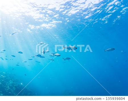 A school of amberjack attacking a large school of silver-stripe herring. Hirizohama, Minamiizu Town, Nakagi, Izu Peninsula, Shizuoka Prefecture - 2025 One of Japan's leading fishing spots A school of amberjack attacking a large school of silver-stripe herring. Hirizohama, Minamiizu Town, Nakagi, Izu Peninsula, Shizuoka Prefecture - 2025 One of Japan's leading fishing spots 135939804