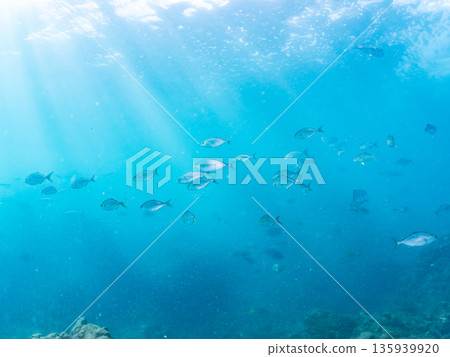 一群琥珀魚正在攻擊一大群銀帶鯡魚。日本靜岡縣伊豆半島中城南伊豆町平藏濱 - 2025 日本著名釣魚勝地之一 一群琥珀魚正在攻擊一大群銀帶鯡魚。日本靜岡縣伊豆半島中城南伊豆町平藏濱 - 2025 日本著名釣魚勝地之一 135939920