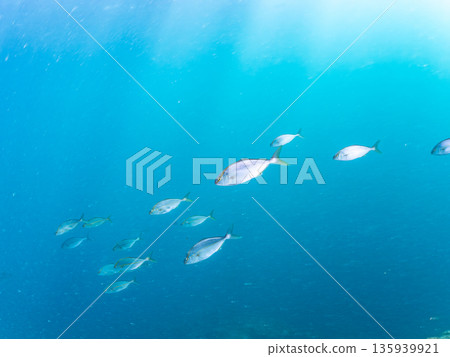 一群琥珀魚正在攻擊一大群銀帶鯡魚。日本靜岡縣伊豆半島中城南伊豆町平藏濱 - 2025 日本著名釣魚勝地之一 一群琥珀魚正在攻擊一大群銀帶鯡魚。日本靜岡縣伊豆半島中城南伊豆町平藏濱 - 2025 日本著名釣魚勝地之一 135939921