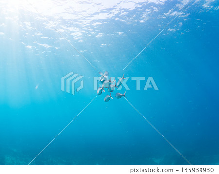 A school of amberjack attacking a large school of silver-stripe herring. Hirizohama, Minamiizu Town, Nakagi, Izu Peninsula, Shizuoka Prefecture - 2025 One of Japan's leading fishing spots 135939930