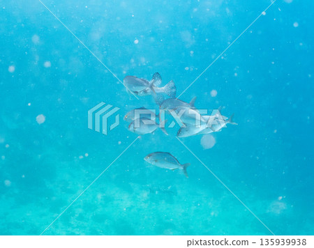 一群琥珀魚正在攻擊一大群銀帶鯡魚。日本靜岡縣伊豆半島中城南伊豆町平藏濱 - 2025 日本著名釣魚勝地之一 一群琥珀魚正在攻擊一大群銀帶鯡魚。日本靜岡縣伊豆半島中城南伊豆町平藏濱 - 2025 日本著名釣魚勝地之一 135939938