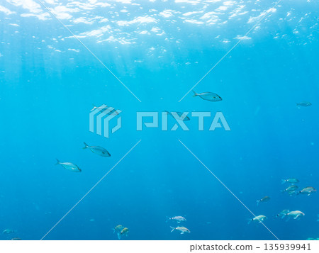 一群琥珀魚正在攻擊一大群銀帶鯡魚。日本靜岡縣伊豆半島中城南伊豆町平藏濱 - 2025 日本著名釣魚勝地之一 135939941