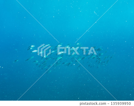 一群琥珀魚正在攻擊一大群銀帶鯡魚。日本靜岡縣伊豆半島中城南伊豆町平藏濱 - 2025 日本著名釣魚勝地之一 135939950