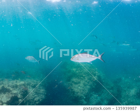 A school of long-finned amberjack attacking a large school of silver-stripe herring. Hirizohama, Nakagi, Minamiizu Town, Izu Peninsula, Shizuoka Prefecture - 2025 One of Japan's leading A school of long-finned amberjack attacking a large school of silver-stripe herring. Hirizohama, Nakagi, Minamiizu Town, Izu Peninsula, Shizuoka Prefecture - 2025 One of Japan's leading 135939987