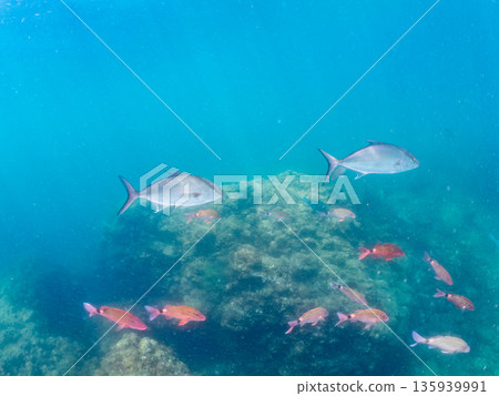 一群長鰭鰤魚正在攻擊一大群銀帶鯡魚。日本靜岡縣伊豆半島南伊豆町中木町平藏濱 - 2025 135939991