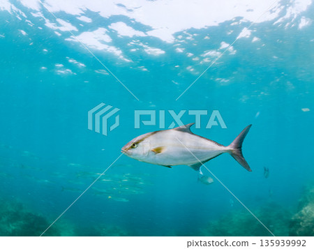 一群長鰭鰤魚正在攻擊一大群銀帶鯡魚。日本靜岡縣伊豆半島南伊豆町中木町平藏濱 - 2025 135939992