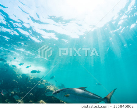 A school of long-finned amberjack attacking a large school of silver-stripe herring. Hirizohama, Nakagi, Minamiizu Town, Izu Peninsula, Shizuoka Prefecture - 2025 One of Japan's leading A school of long-finned amberjack attacking a large school of silver-stripe herring. Hirizohama, Nakagi, Minamiizu Town, Izu Peninsula, Shizuoka Prefecture - 2025 One of Japan's leading 135940002