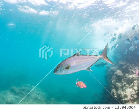 一群長鰭鰤魚正在攻擊一大群銀帶鯡魚。日本靜岡縣伊豆半島南伊豆町中木町平藏濱 - 2025 135940004