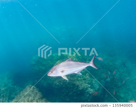 一群長鰭鰤魚正在攻擊一大群銀帶鯡魚。日本靜岡縣伊豆半島南伊豆町中木町平藏濱 - 2025 135940005