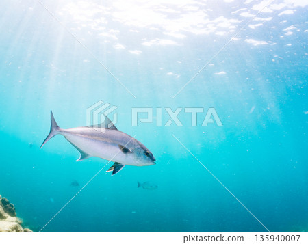 一群長鰭鰤魚正在攻擊一大群銀帶鯡魚。日本靜岡縣伊豆半島南伊豆町中木町平藏濱 - 2025 135940007