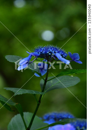 雨季開花的繡球花 135940040