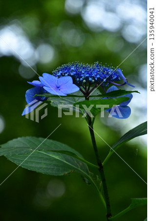 Hydrangea blooming in the clear of the rainy season 135940041
