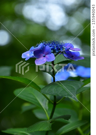 雨季開花的繡球花 雨季開花的繡球花 135940043