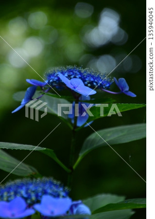 雨季開花的繡球花 雨季開花的繡球花 135940045