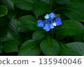 繡球花盛開 135940046