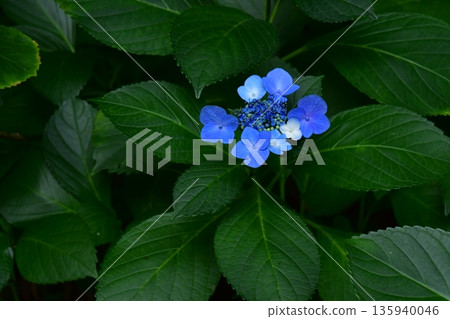 繡球花盛開 135940046
