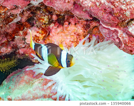 幼小丑魚和白化的海葵。日本靜岡縣伊豆半島中城南伊豆町平枝濱海灘 - 2025 日本領先的海灘之一 135940066