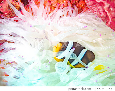Juvenile clownfish and bleached sea anemones. Hirizohama Beach, Minamiizu Town, Nakagi, Izu Peninsula, Shizuoka Prefecture - 2025 One of Japan's leading Juvenile clownfish and bleached sea anemones. Hirizohama Beach, Minamiizu Town, Nakagi, Izu Peninsula, Shizuoka Prefecture - 2025 One of Japan's leading 135940067