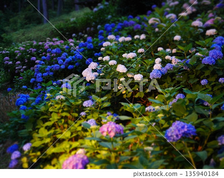 各種繡球花 135940184