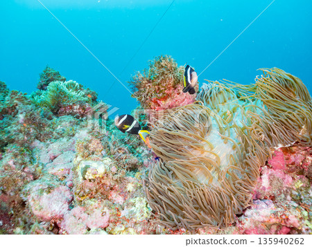 A family of clownfish and others. They live in a large sea anemone. Hirizohama, Minamiizu-cho, Nakagi, Izu Peninsula, Shizuoka Prefecture - 2025 One of the largest in Japan A family of clownfish and others. They live in a large sea anemone. Hirizohama, Minamiizu-cho, Nakagi, Izu Peninsula, Shizuoka Prefecture - 2025 One of the largest in Japan 135940262