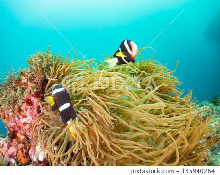 一群小丑魚和其他魚類。它們生活在一個巨大的海葵裡。地址：日本靜岡縣伊豆半島中城南伊豆町平枝濱，郵編：2025。這是日本最大的海葵之一。 135940264