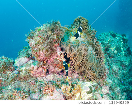 A family of clownfish and others. They live in a large sea anemone. Hirizohama, Minamiizu-cho, Nakagi, Izu Peninsula, Shizuoka Prefecture - 2025 One of the largest in Japan 135940269