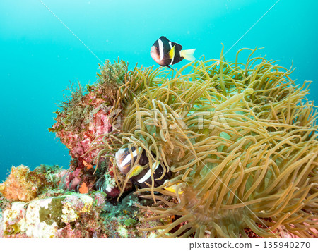 一群小丑魚和其他魚類。它們生活在一個巨大的海葵裡。地址:日本靜岡縣伊豆半島中城南伊豆町平枝濱,郵編:2025。這是日本最大的海葵之一。 一群小丑魚和其他魚類。它們生活在一個巨大的海葵裡。地址:日本靜岡縣伊豆半島中城南伊豆町平枝濱,郵編:2025。這是日本最大的海葵之一。 135940270