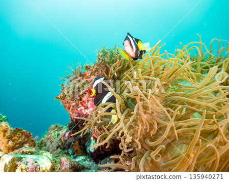 一群小丑魚和其他魚類。它們生活在一個巨大的海葵裡。地址:日本靜岡縣伊豆半島中城南伊豆町平枝濱,郵編:2025。這是日本最大的海葵之一。 一群小丑魚和其他魚類。它們生活在一個巨大的海葵裡。地址:日本靜岡縣伊豆半島中城南伊豆町平枝濱,郵編:2025。這是日本最大的海葵之一。 135940271