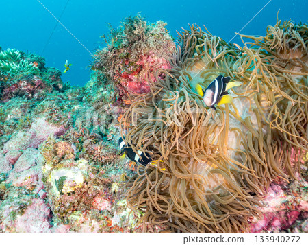 一群小丑魚和其他魚類。它們生活在一個巨大的海葵裡。地址：日本靜岡縣伊豆半島中城南伊豆町平枝濱，郵編：2025。這是日本最大的海葵之一。 135940272