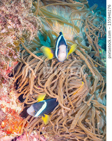 一群小丑魚和其他魚類。它們生活在一個巨大的海葵裡。地址：日本靜岡縣伊豆半島中城南伊豆町平枝濱，郵編：2025。這是日本最大的海葵之一。 135940276