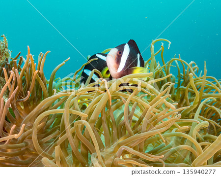 一群小丑魚和其他魚類。它們生活在一個巨大的海葵裡。地址:日本靜岡縣伊豆半島中城南伊豆町平枝濱,郵編:2025。這是日本最大的海葵之一。 一群小丑魚和其他魚類。它們生活在一個巨大的海葵裡。地址:日本靜岡縣伊豆半島中城南伊豆町平枝濱,郵編:2025。這是日本最大的海葵之一。 135940277