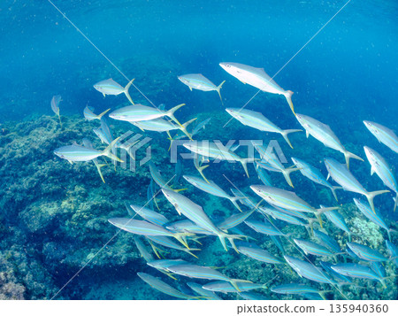 一群彩虹鰤魚正在攻擊一大群銀帶鯡魚。日本靜岡縣伊豆半島中城南伊豆町平枝濱 - 2025 日本頂級海釣勝地之一 135940360