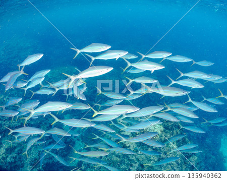 A school of rainbow amberjacks attacking a large school of silver-stripe herring. Hirizohama, Minamiizu Town, Nakagi, Izu Peninsula, Shizuoka Prefecture - 2025 One of Japan's leading sea fishing spots A school of rainbow amberjacks attacking a large school of silver-stripe herring. Hirizohama, Minamiizu Town, Nakagi, Izu Peninsula, Shizuoka Prefecture - 2025 One of Japan's leading sea fishing spots 135940362
