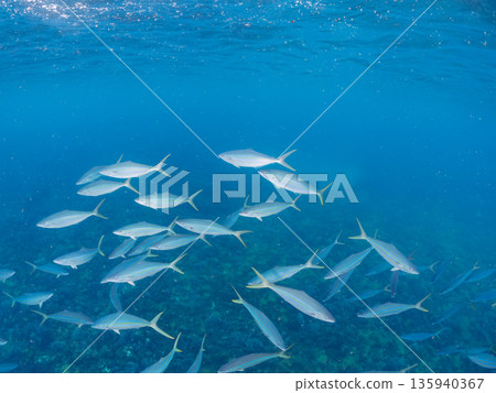 A school of rainbow amberjacks attacking a large school of silver-stripe herring. Hirizohama, Minamiizu Town, Nakagi, Izu Peninsula, Shizuoka Prefecture - 2025 One of Japan's leading sea fishing spots 135940367