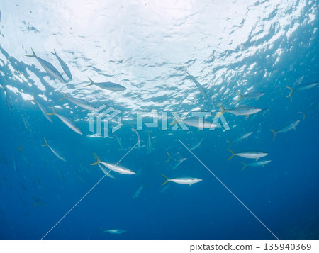 A school of rainbow amberjacks attacking a large school of silver-stripe herring. Hirizohama, Minamiizu Town, Nakagi, Izu Peninsula, Shizuoka Prefecture - 2025 One of Japan's leading sea fishing spots A school of rainbow amberjacks attacking a large school of silver-stripe herring. Hirizohama, Minamiizu Town, Nakagi, Izu Peninsula, Shizuoka Prefecture - 2025 One of Japan's leading sea fishing spots 135940369