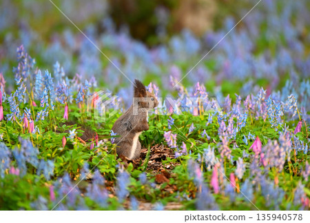 A Hokkaido squirrel eating in a field of Corydalis frutescens and Dogtooth Violets at Urausu Shrine in Hokkaido A Hokkaido squirrel eating in a field of Corydalis frutescens and Dogtooth Violets at Urausu Shrine in Hokkaido 135940578