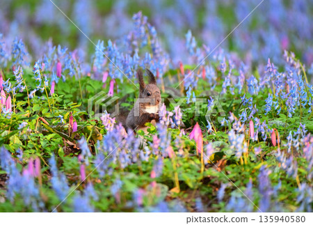 A Hokkaido squirrel eating in a field of Corydalis frutescens and Dogtooth Violets at Urausu Shrine in Hokkaido A Hokkaido squirrel eating in a field of Corydalis frutescens and Dogtooth Violets at Urausu Shrine in Hokkaido 135940580