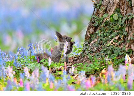 A Hokkaido squirrel eating in a field of Corydalis frutescens and Dogtooth Violets at Urausu Shrine in Hokkaido A Hokkaido squirrel eating in a field of Corydalis frutescens and Dogtooth Violets at Urausu Shrine in Hokkaido 135940586