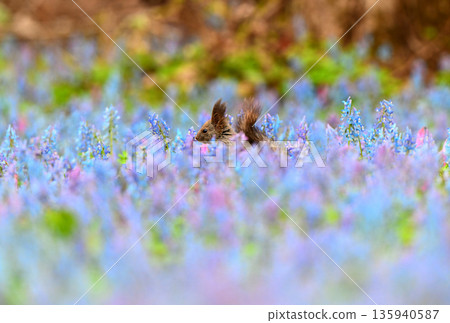 A Hokkaido squirrel eating in a field of Corydalis frutescens and Dogtooth Violets at Urausu Shrine in Hokkaido A Hokkaido squirrel eating in a field of Corydalis frutescens and Dogtooth Violets at Urausu Shrine in Hokkaido 135940587