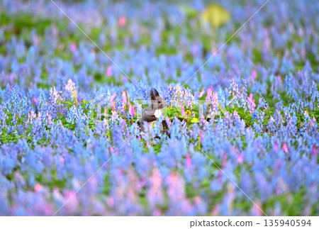 A Hokkaido squirrel eating in a field of Corydalis frutescens and Dogtooth Violets at Urausu Shrine in Hokkaido A Hokkaido squirrel eating in a field of Corydalis frutescens and Dogtooth Violets at Urausu Shrine in Hokkaido 135940594