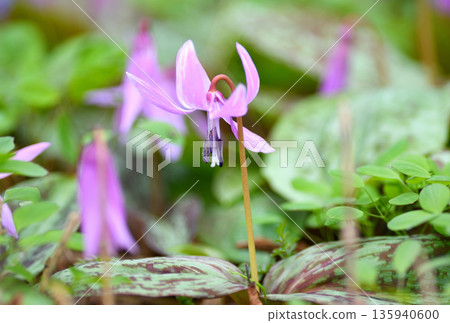 Dogtooth violets at Urausu Shrine in Hokkaido 135940600