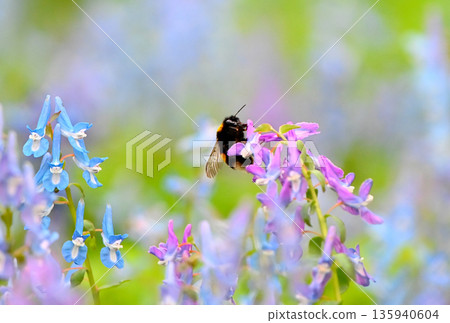 A bumblebee collecting pollen from Corydalis ambigua at Urausu Shrine in Hokkaido A bumblebee collecting pollen from Corydalis ambigua at Urausu Shrine in Hokkaido 135940604