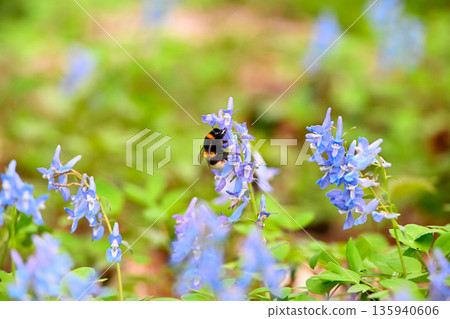 一隻大黃蜂正在北海道浦須神社採集紫堇（Corydalis ambigua）的花粉 135940606