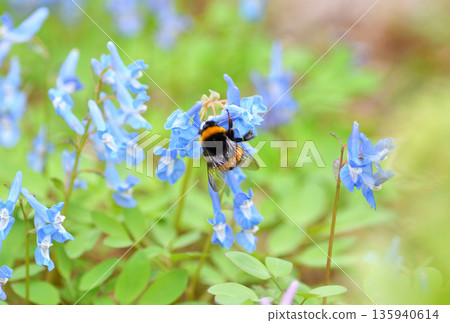 A bumblebee collecting pollen from Corydalis ambigua at Urausu Shrine in Hokkaido 135940614