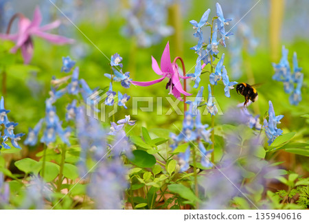 A bumblebee approaches a dogtooth violet flower at Urausu Shrine in Hokkaido A bumblebee approaches a dogtooth violet flower at Urausu Shrine in Hokkaido 135940616