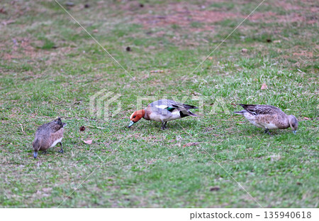 A flock of Wigeons searching for food on the grass in a park in Hokkaido in spring 135940618