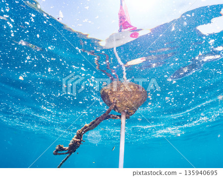 A cute school of juvenile amberjack and rainbow amberjack. They live on a buoy. Hirizohama, Minamiizu Town, Nakagi, Izu Peninsula, Shizuoka Prefecture - 2025, Japan 135940695